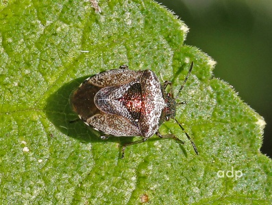 Woundwort Shield Bug (Eysarcoris venustissimus) , Alan Prowse